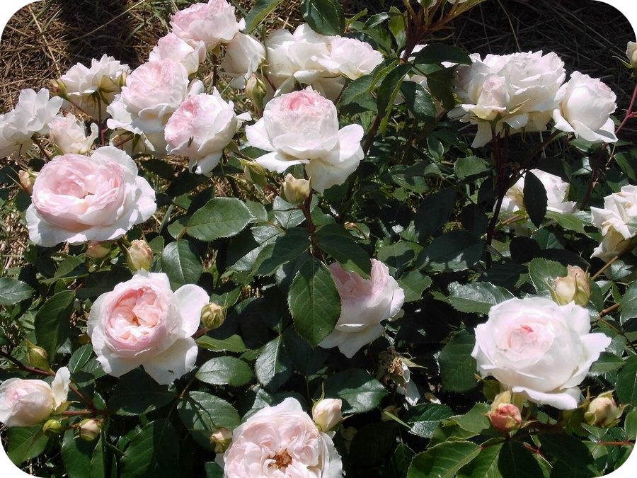 Stephanie Baronin Zu Guttenberg róża rabatowa